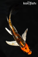 5.5" ARAGOKE BENI KIKOKURYU BUTTERFLY