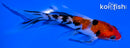 5.25" GINRIN SANKE BUTTERFLY