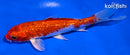 5.5" GINRIN HARIWAKE