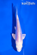 5" LEATHER PLATINUM OGON