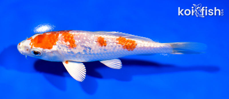 5.25" GINRIN HARIWAKE