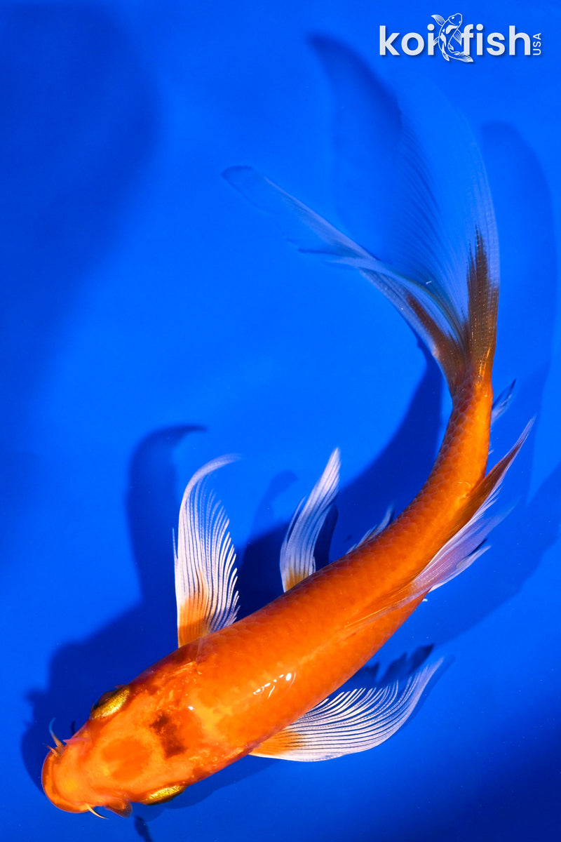 6" HARIWAKE BUTTERFLY