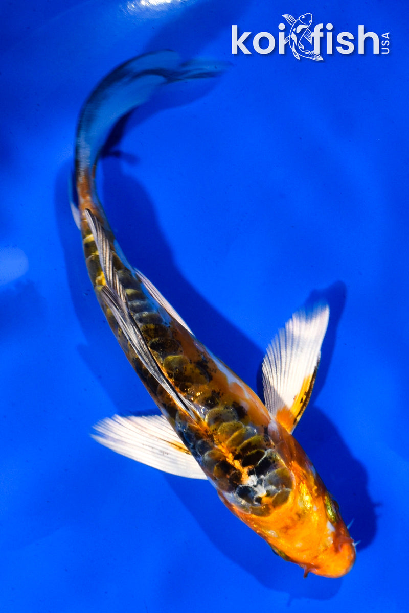 5" HEISEI NISHIKI BUTTERFLY