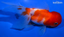 5" ORANDA GOLDFISH