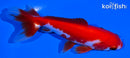 4.25" SARASA WAKIN GOLDFISH
