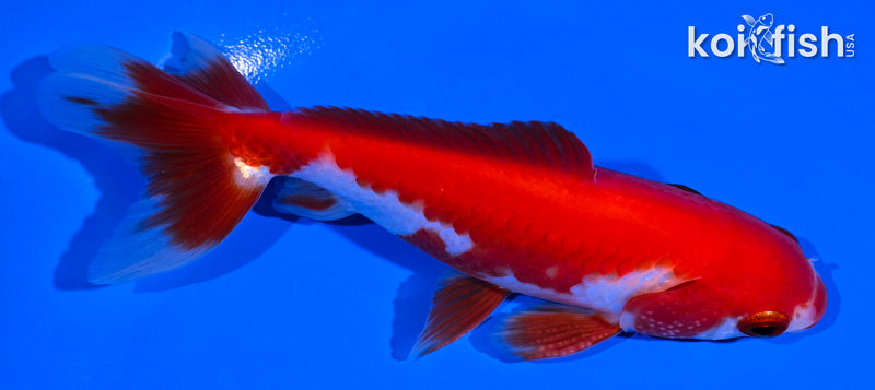 4.25" SARASA WAKIN GOLDFISH