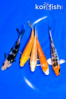 PACK OF (5) 3.75-4" MIXED STANDARD KOI