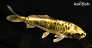 6.25" ARAGOKE KIN KIKOKURYU