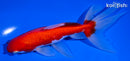 6.25" SARASA WATONAI GOLDFISH