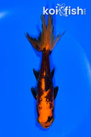 5.25" WAKIN GOLDFISH