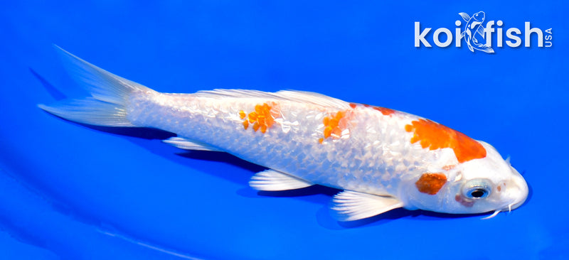 6.75" GINRIN HARIWAKE