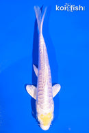 5" DOITSU LEMON HARIWAKE