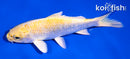 4.5" LEMON HARIWAKE