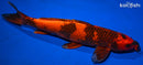 13.75" HI UTSURI