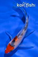 5" SANKE BUTTERFLY