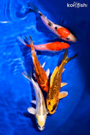 PACK OF (5) 4-5" STANDARD KOI