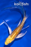 5" DOITSU YAMABUKI OGON BUTTERFLY