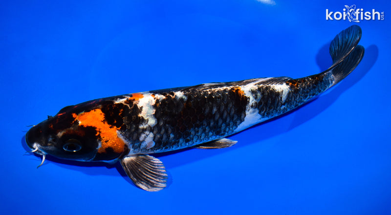 11" KIN SHOWA