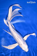 10" DOITSU PLATINUM OGON BUTTERFLY
