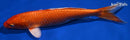 9" ORENJI OGON