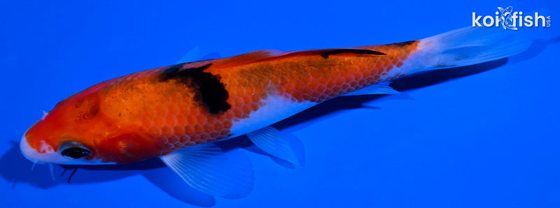 5" AKA SANKE