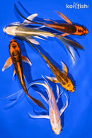 PACK OF (5) 5-6" BUTTERFLY KOI