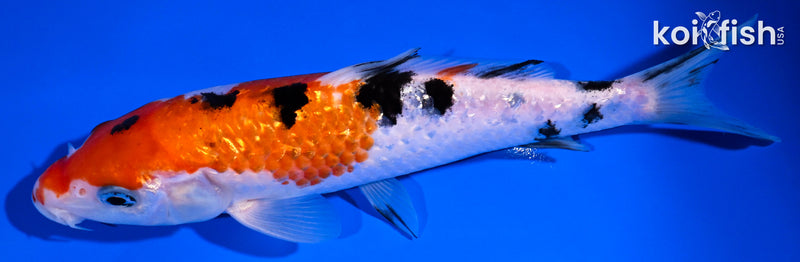 7" GINRIN SANKE