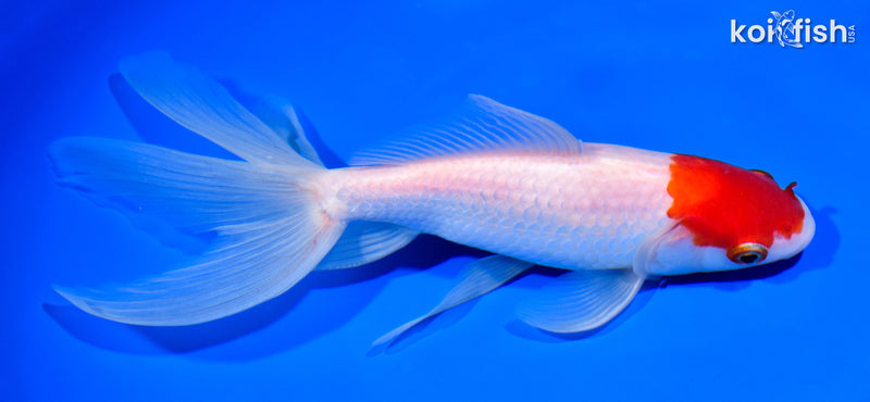 8" WATONAI GOLDFISH