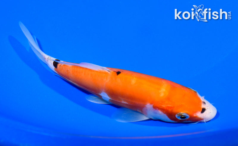 6" DOITSU SANKE