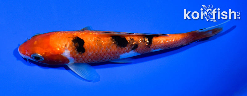 5.5" GINRIN AKA SANKE