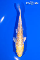 5" ARAGOKE YAMABUKI OGON