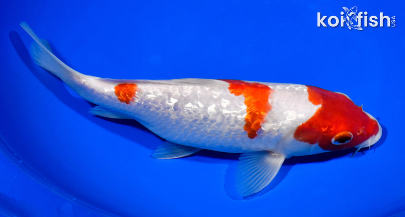 8.5" GINGIN SANDAN KOHAKU
