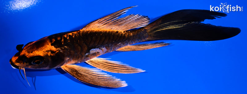 6" BENI KIKOKURYU BUTTERFLY