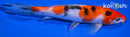7.5" SANKE