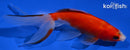 6.75" WATONAI GOLDFISH