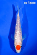 5" GINRIN TANCHO KOHAKU