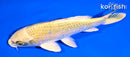 6.5" KI MATSUBA