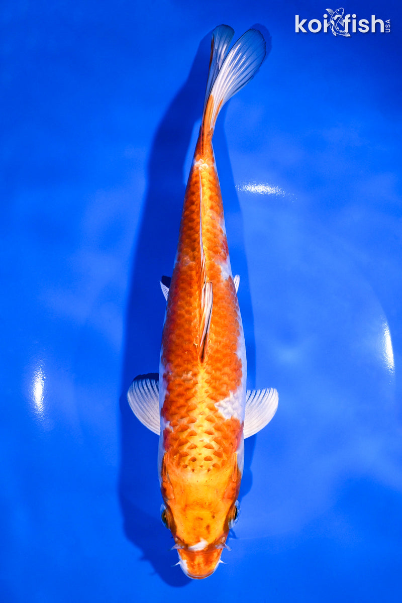 9.25" HARIWAKE