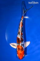 9.75" YAMATO NISHIKI
