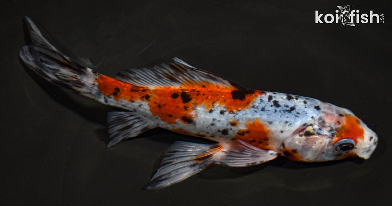 7" SHUBUNKIN GOLDFISH