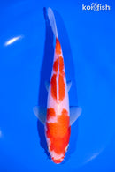7" KOHAKU