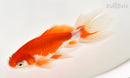 6" WATONAI GOLDFISH