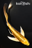 7.75" ARAGOKE KIN KIKOKURYU BUTTERFLY