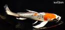 9.25" KUJAKU BUTTERFLY