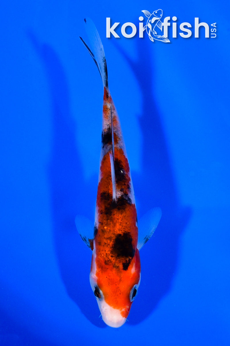 5" AKA SANKE
