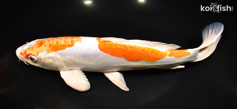 11.75" KIKUSUI