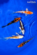 PACK OF (5) 4-4.5" STANDARD KOI