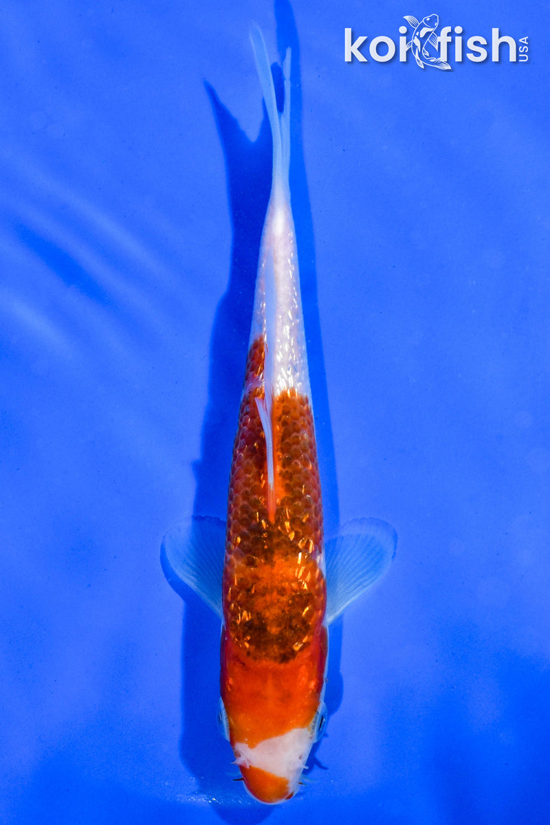 5.5" GINRIN GOROMO