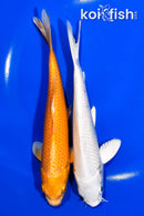PACK OF (2) 6.5-6.75" STANDARD KOI