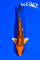 4.5" ARAGOKE KIN ORENJI MATSUBA